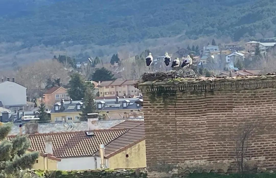 Cigüeña en El Espinar